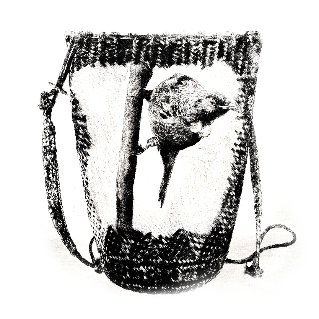 Tui in a Kete - Limited Edition Dry Point Etching Print (LAST ONE)