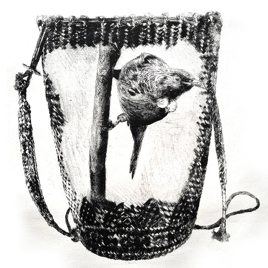 Tui in a Kete - Limited Edition Dry Point Etching Print (LAST ONE)